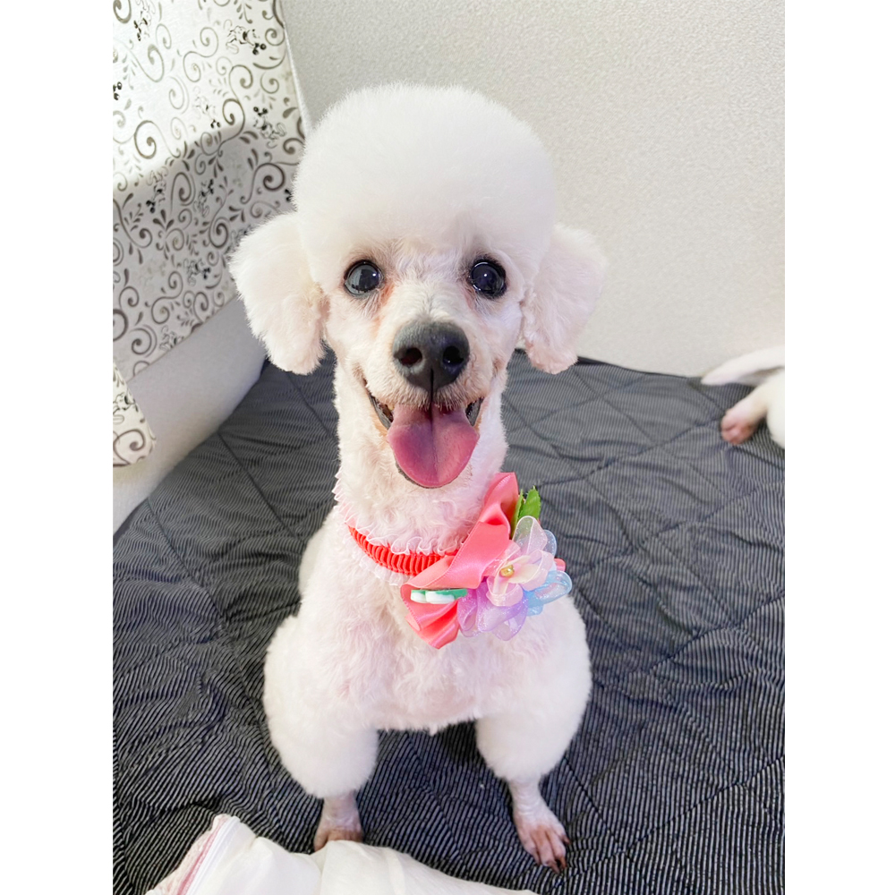 卒業犬のグミちゃんとひのでちゃん☆